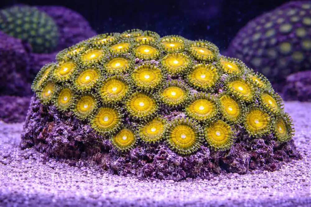 Yellow/Gold Zoa - Natural Environment Aquatix