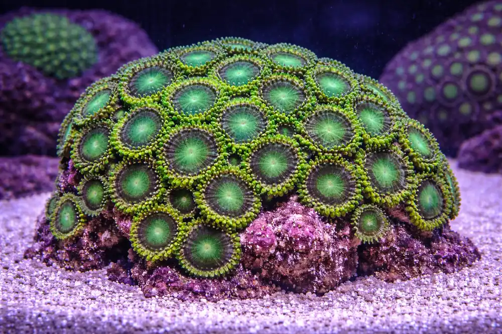 Green Metallic Zoa - Natural Environment Aquatix