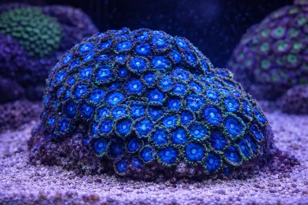 Blue Zoa - Natural Environment Aquatix