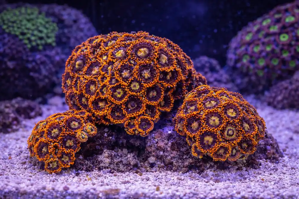 Orange Zoa Chunk - Natural Environment Aquatix