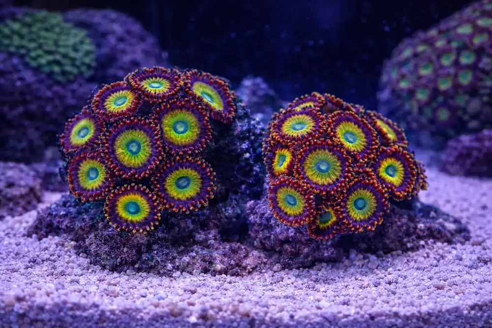 Color Grade A Zoa - Natural Environment Aquatix
