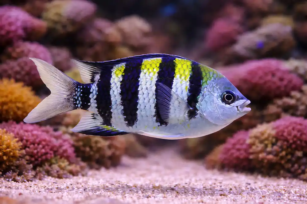 Sargent Major Damselfish - Natural Environment Aquatix