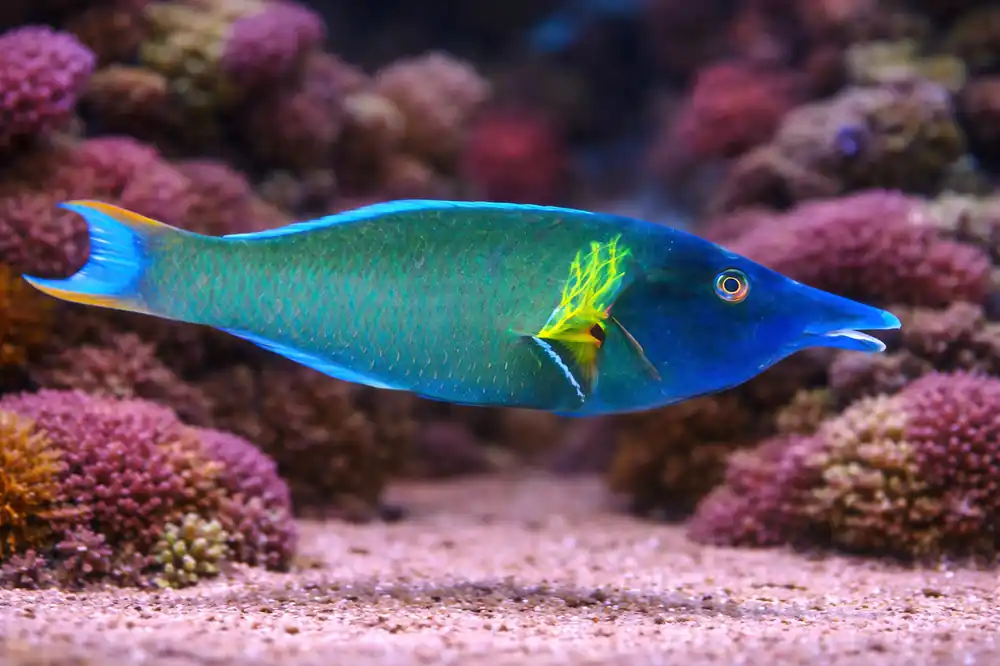 Green Bird Wrasse Male - Natural Environment Aquatix