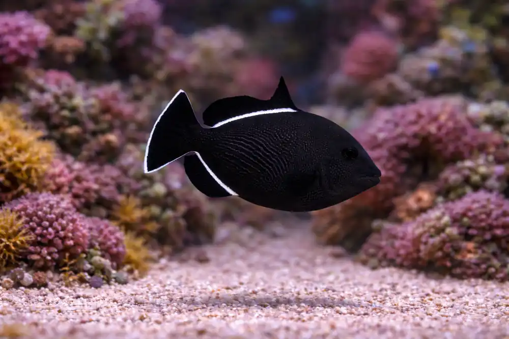 Black Fin Triggerfish - Natural Environment Aquatix