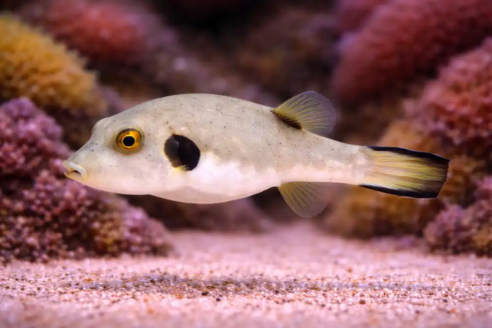 Immaculate Pufferfish - Carolina Aquatics