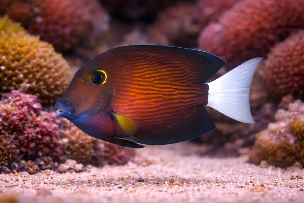 White Tail Tang - Emark Tropical Imports