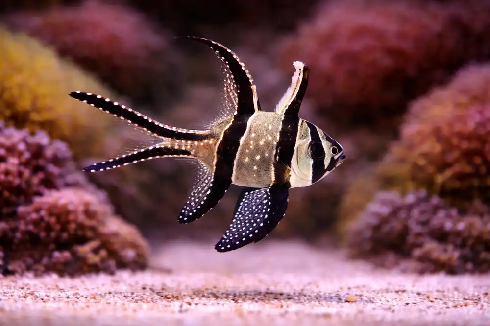 Kaudemi Cardinalfish - Natural Environment Aquatix
