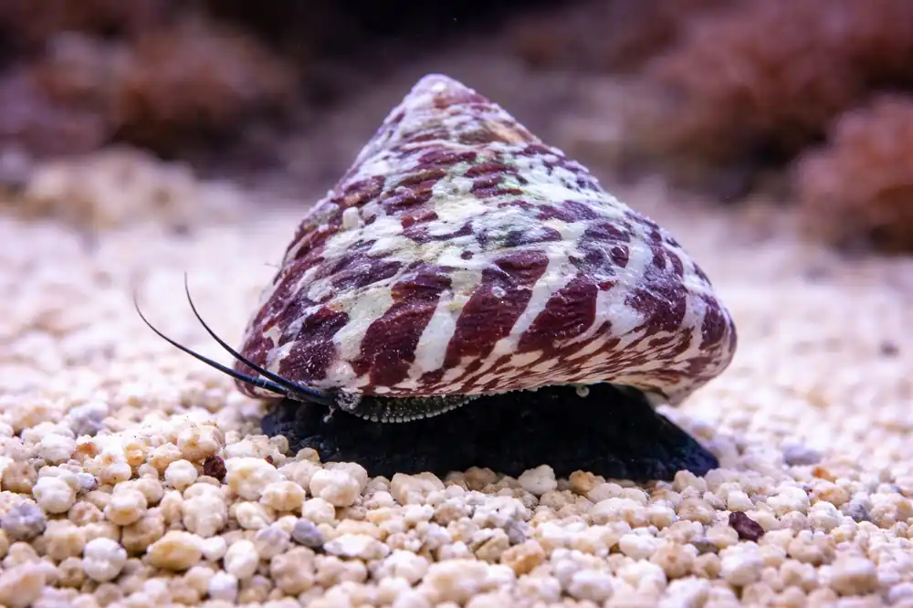 Red Banded Trochus Snail - Natural Environment Aquatix