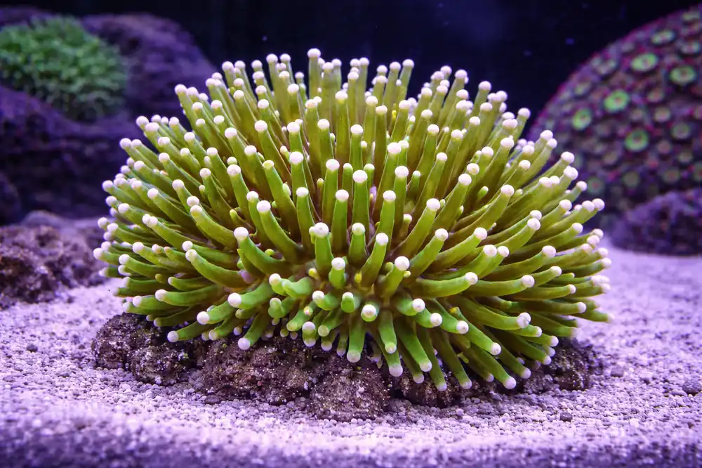 Long Tentacle Plate Coral - Natural Environment Aquatix