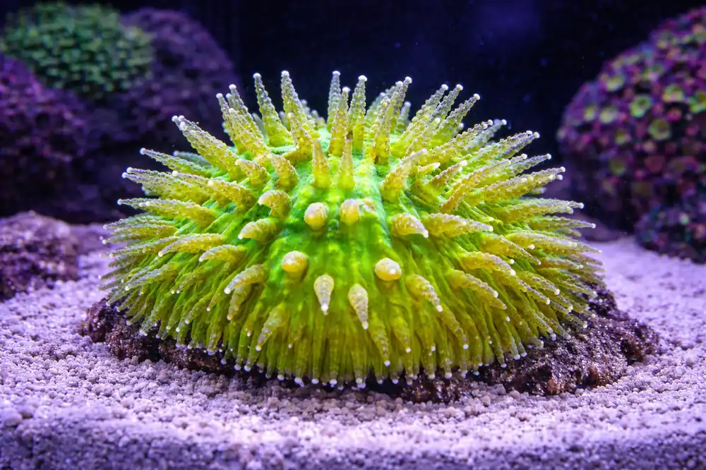 BiColor Green Helmet Fungia - Natural Environment Aquatix