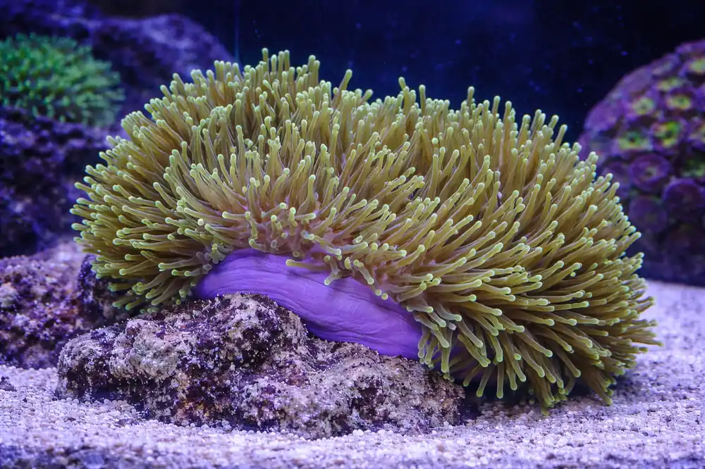Green Magnificent Anemone - Natural Environment Aquatix
