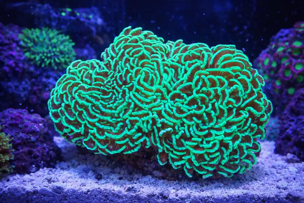 Teal Wall Hammer Coral - Natural Environment Aquatix
