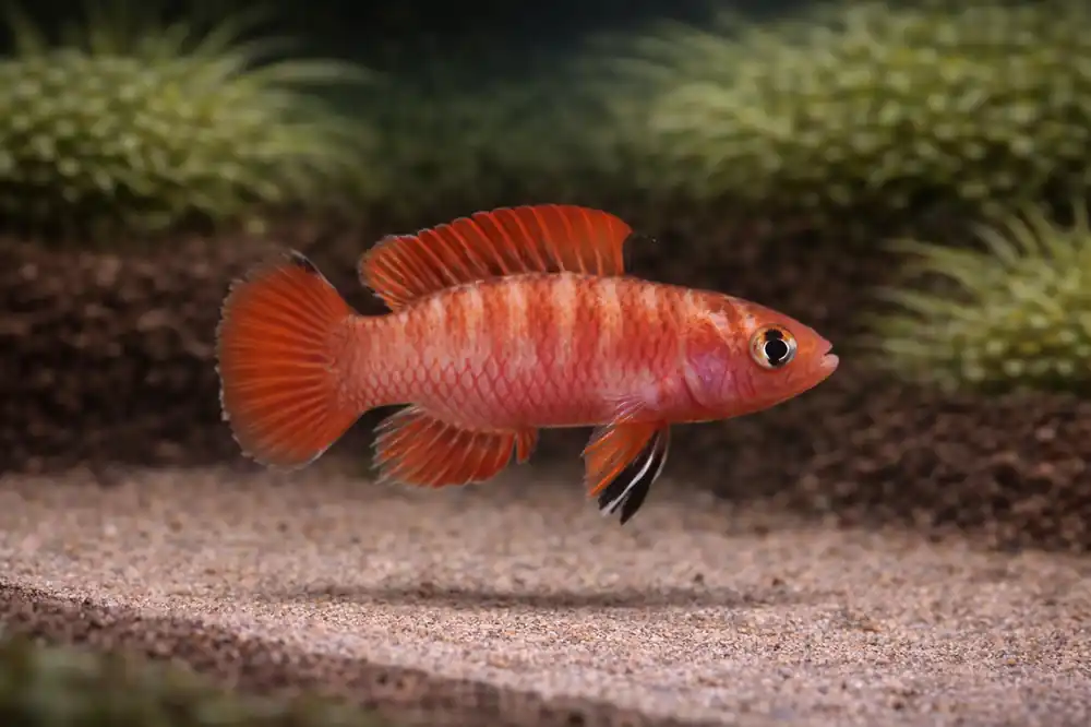 Flame Red Badis - Emark Tropical Imports