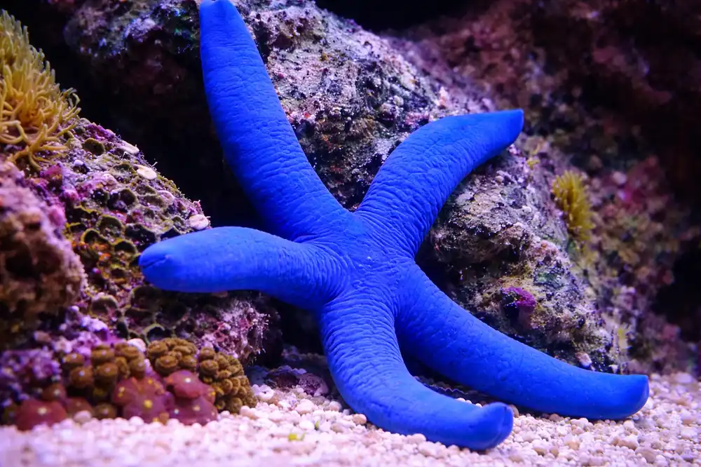 Linckia Sea Star - Natural Environment Aquatix