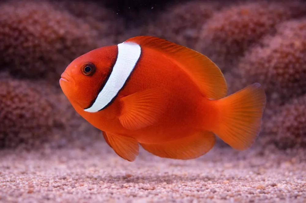 Tomato Clownfish - Natural Environment Aquatix