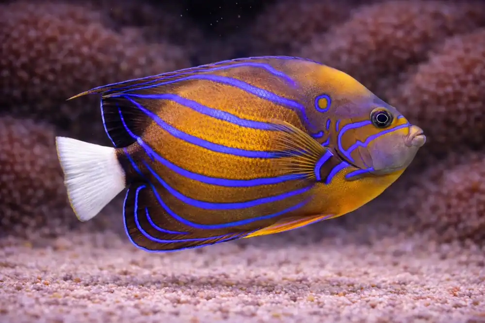 Annularis Angelfish - Natural Environment Aquatix