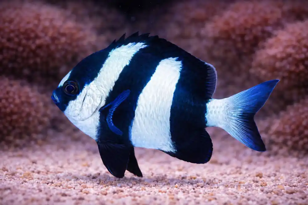 Three Striped Damsel - Natural Environment Aquatix