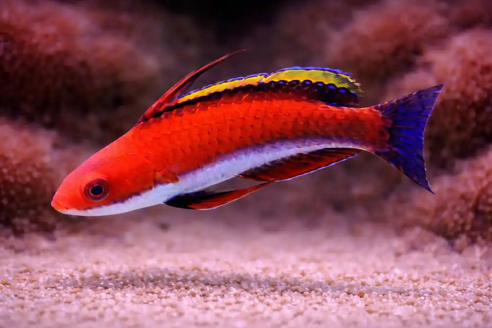 Social Fairy Wrasse - Natural Environment Aquatix