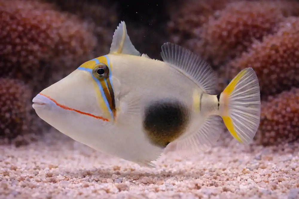 Bursa Triggerfish - Natural Environment Aquatix
