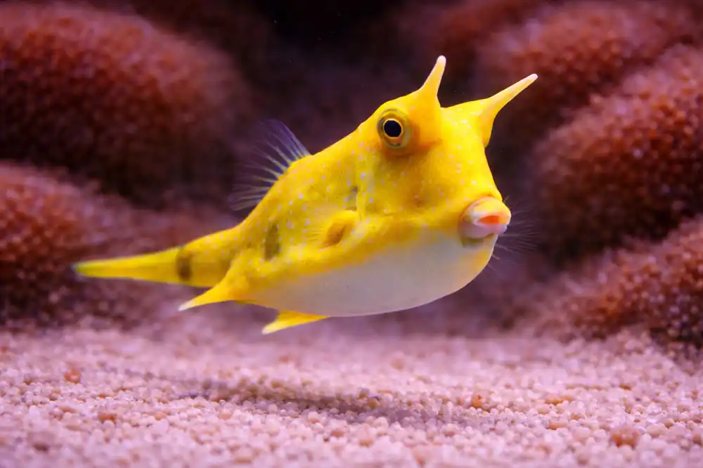 Cowfish - Natural Environment Aquatix