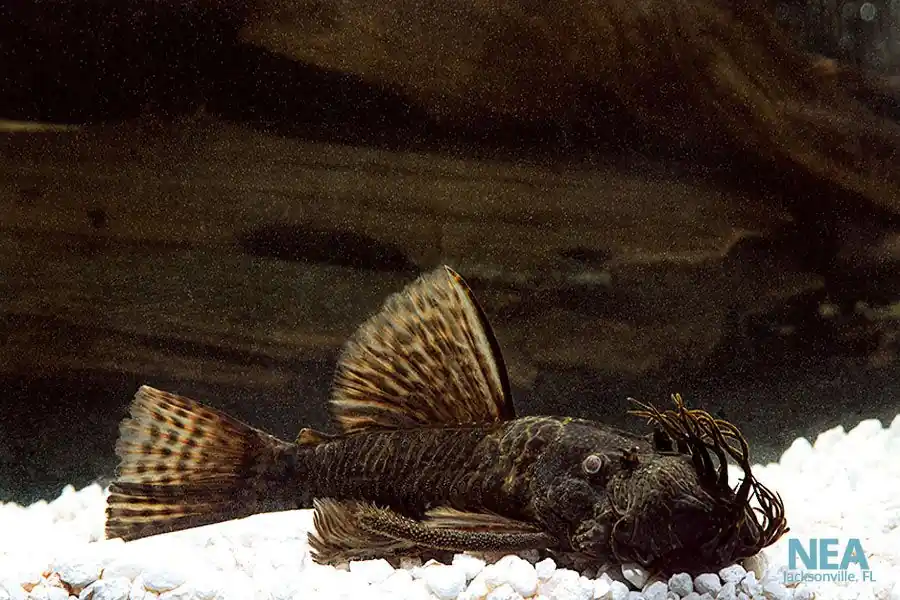 Large Mouth Bushynose Plecostomus - Sun Pet