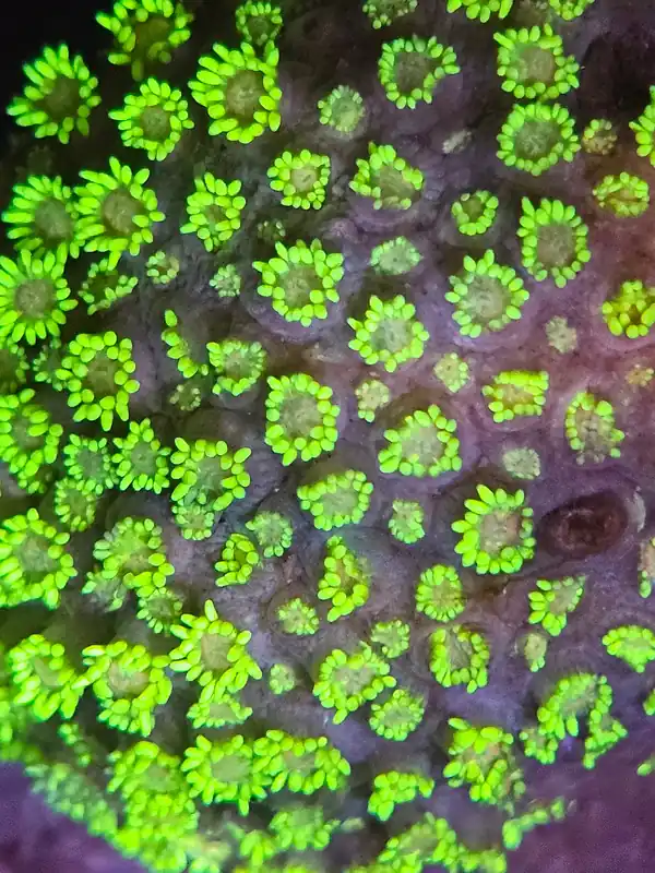 Green Metallic Goniopora - Natural Environment Aquatix
