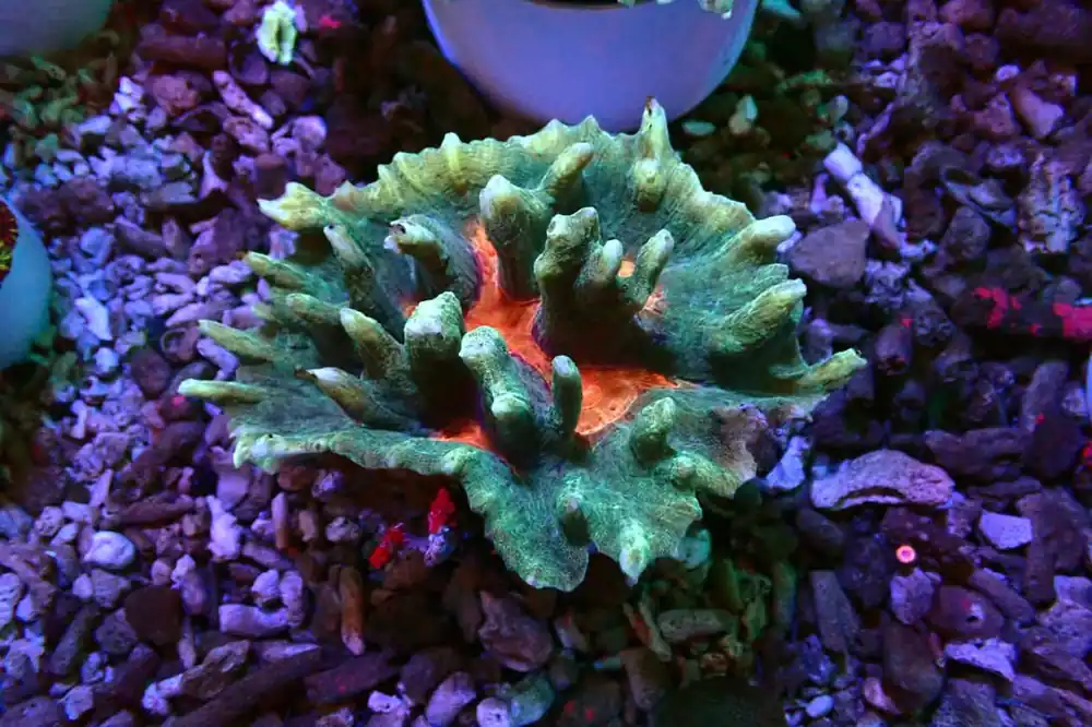 Rainbow Pectinia - Natural Environment Aquatix
