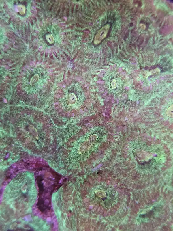 Teal Favia Frag - Natural Environment Aquatix