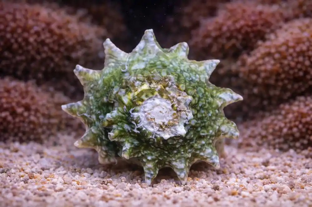 Ninja Astraea - Natural Environment Aquatix