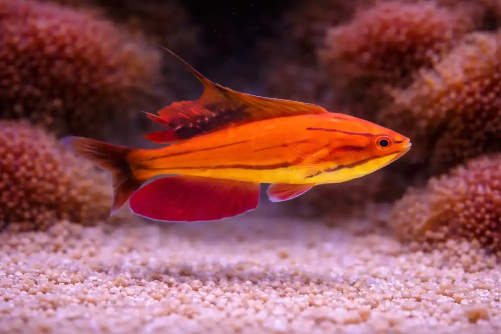 Mccosker Fairy Wrasse - Natural Environment Aquatix
