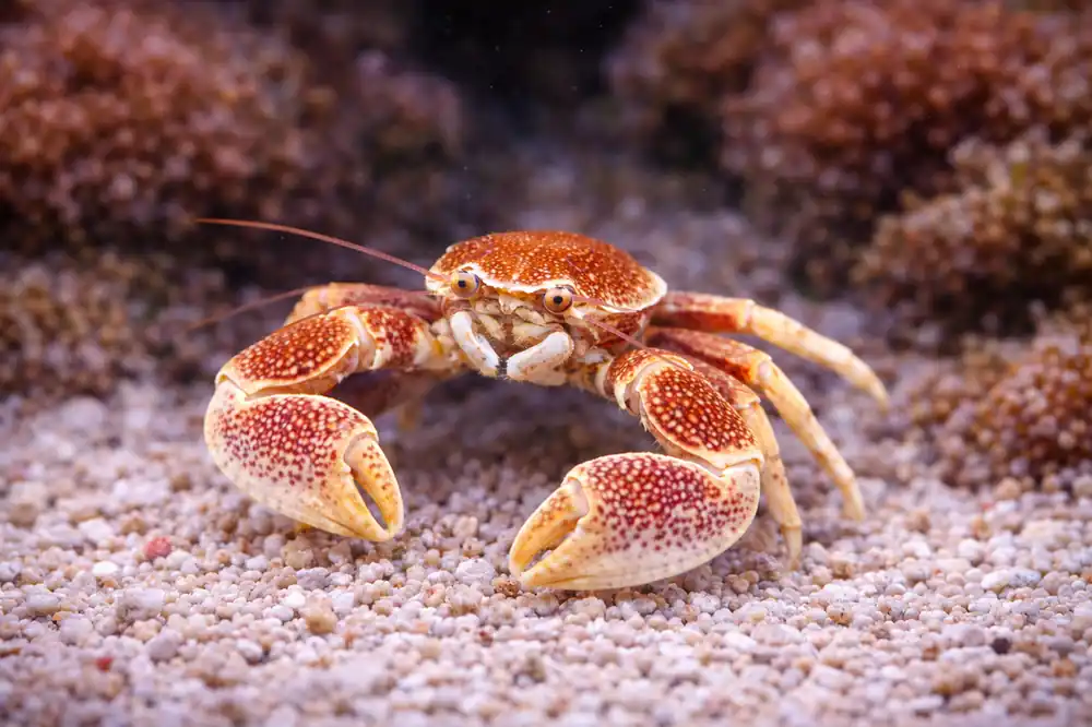 Anemone Crab - Natural Environment Aquatix