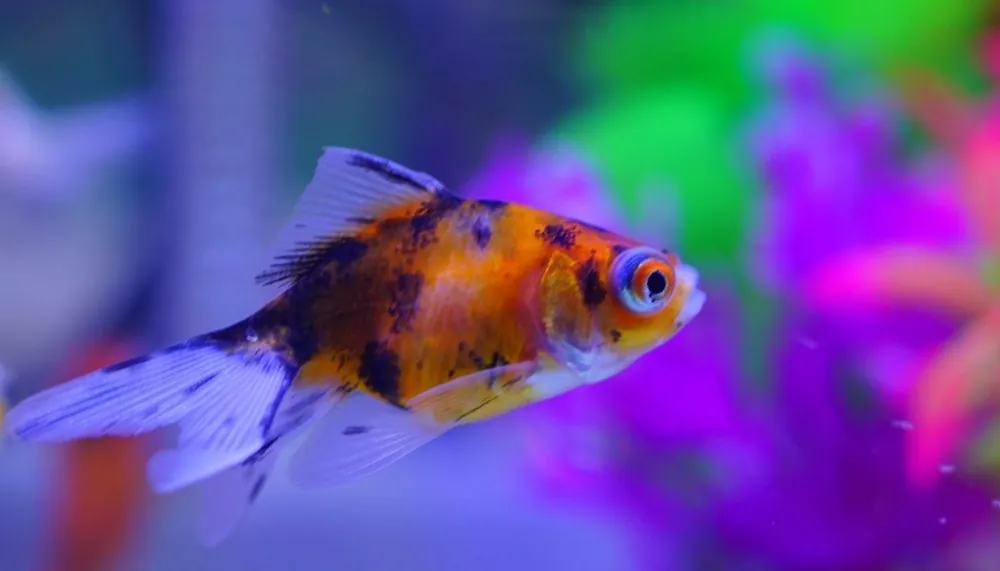 Assorted Goldfish - Carolina Aquatics