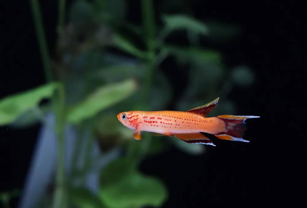 Aphyosemion australe "Gold Australe Killifish" Male - Cichlid Exchange