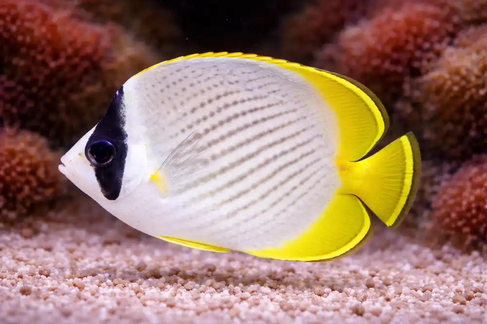 Panda Butterflyfish - Natural Environment Aquatix