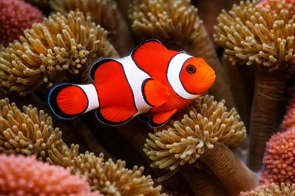 Red Percula Clownfish - Natural Environment Aquatix