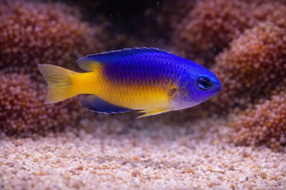 Blue and Gold Damselfish - Natural Environment Aquatix