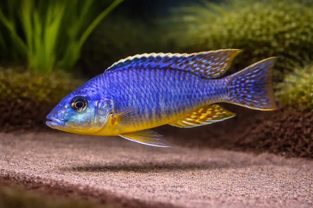 Insignus Cichlid - Quality Gold