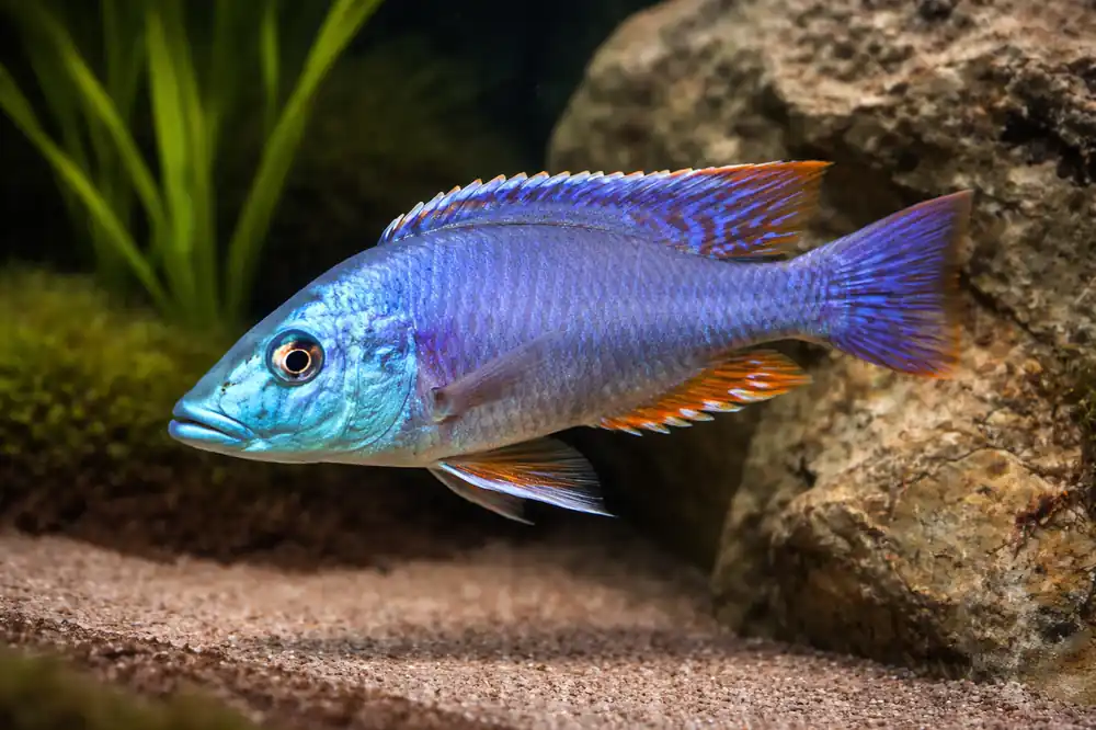 Dimidiochromis Strigatus Cichlid - Quality Gold