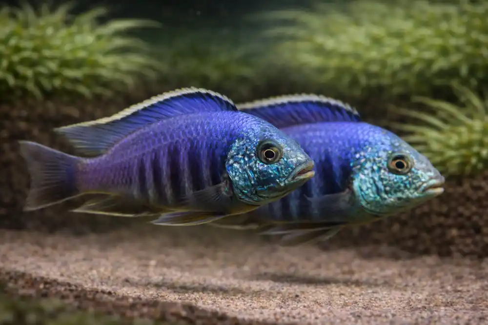 Oxyrhyncha Cichlid - Quality Gold