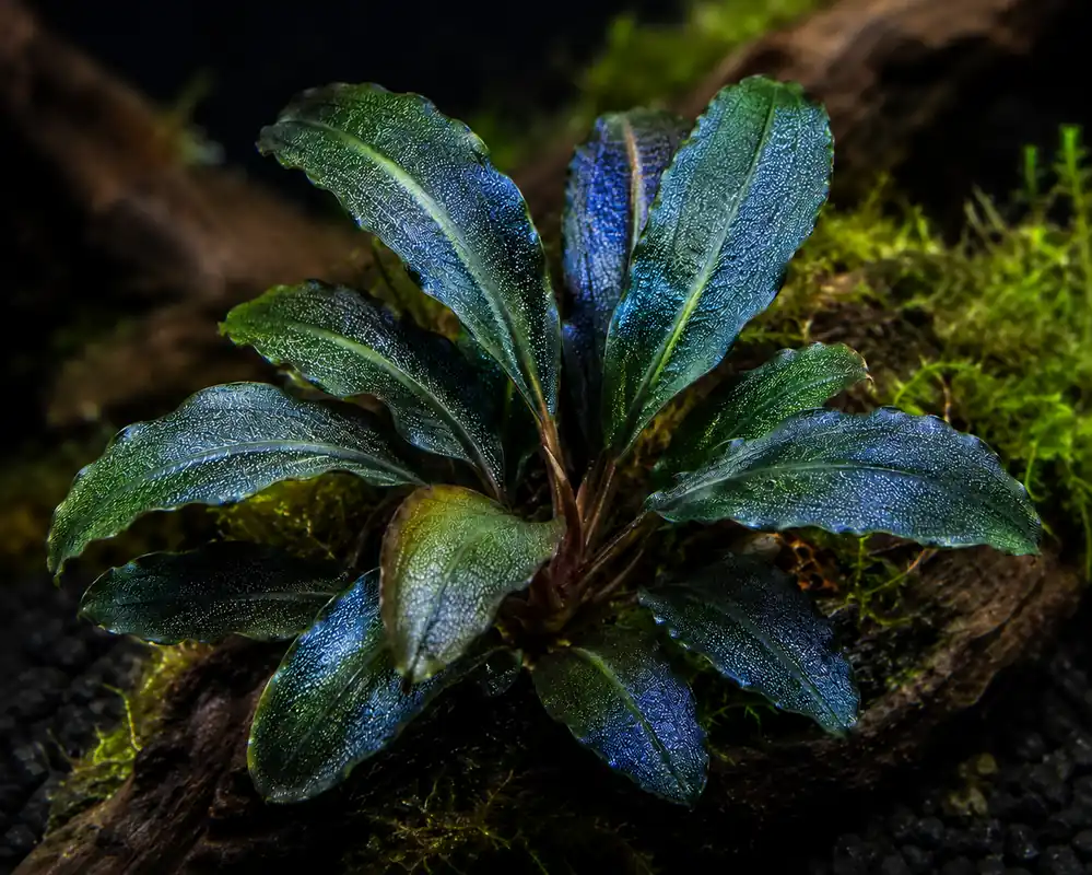 Bucephalandra Titan Aquatic Plant - Natural Environment Aquatix