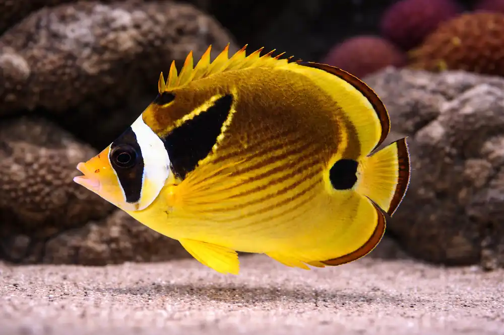 Racoon Butterflyfish - Natural Environment Aquatix