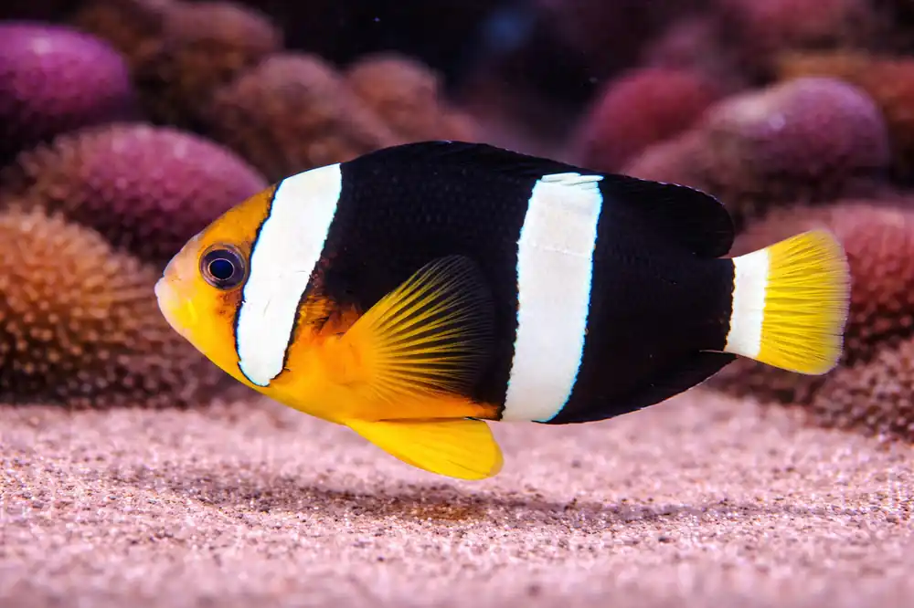 Clarkii Clownfish - Natural Environment Aquatix