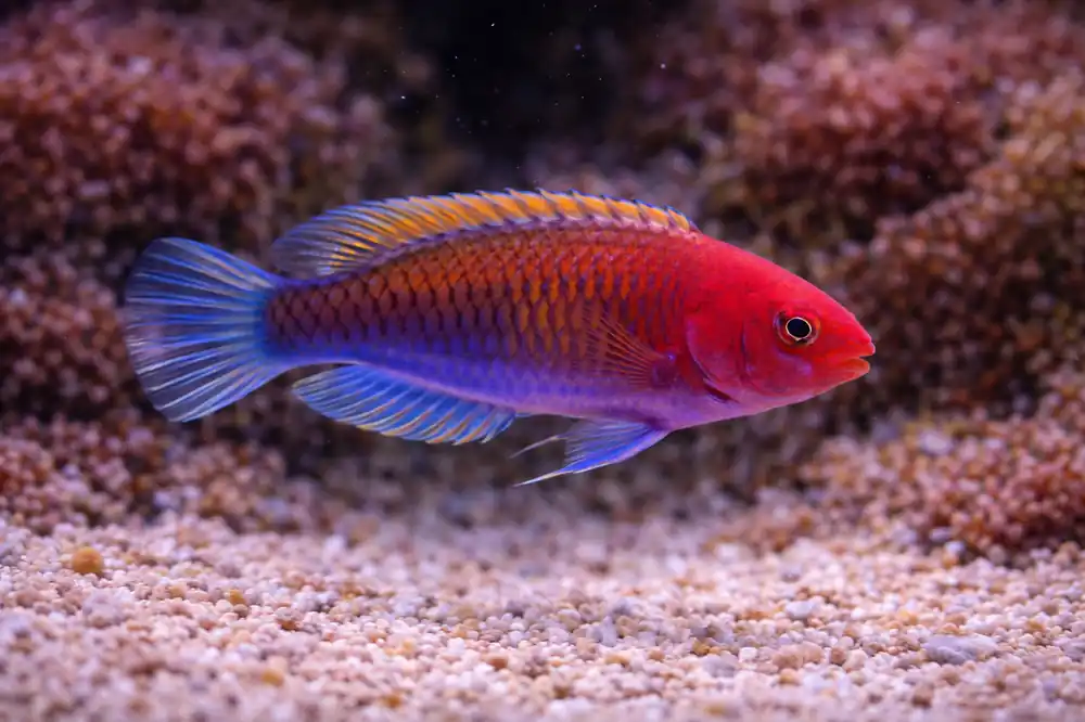 Ruby Head Fairy Wrasse - Natural Environment Aquatix