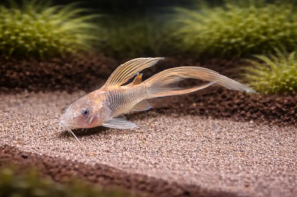 Green Longfin Corydoras Catfish - Cichlid Exchange