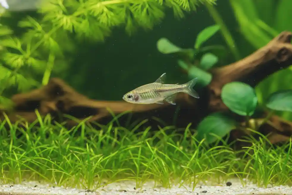 Kubotai Rasbora - Natural Environment Aquatix