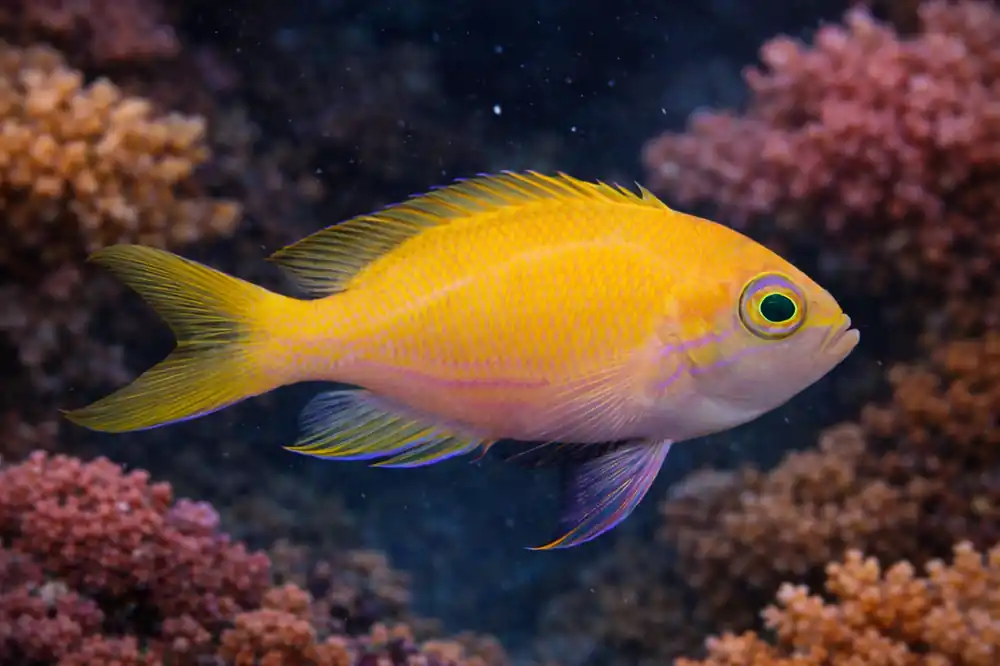 Pink Square Anthias Female - Natural Environment Aquatix
