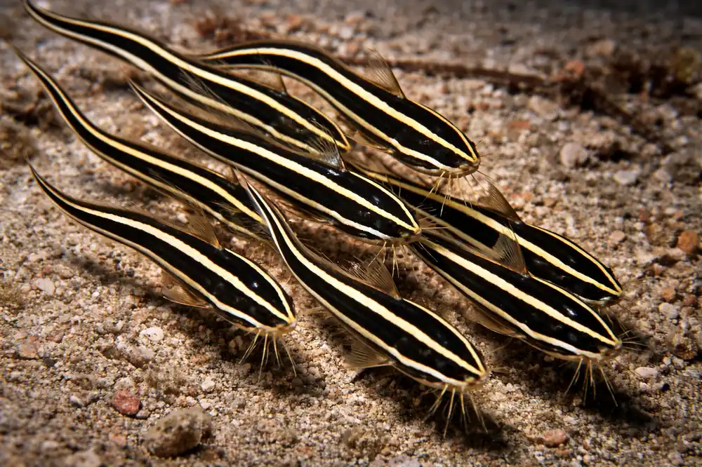 Striped Eel Catfish - Natural Environment Aquatix
