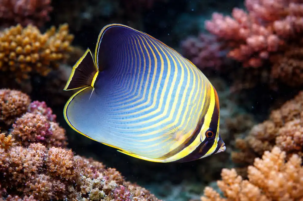 Triangle Butterflyfish - Natural Environment Aquatix