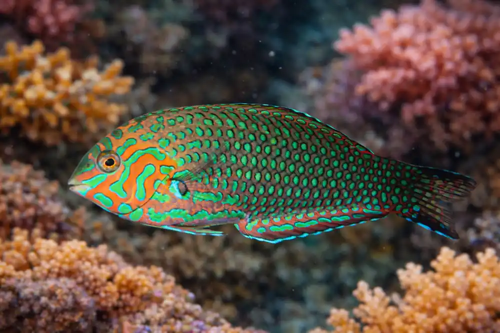 Green Leopard Wrasse - Natural Environment Aquatix