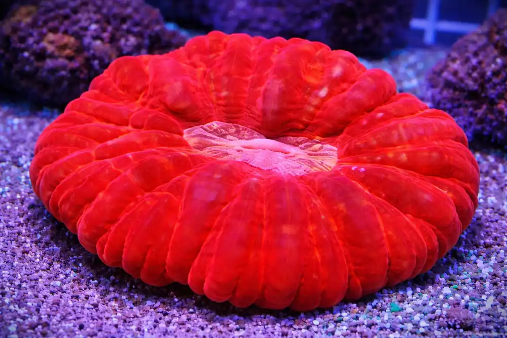 Cynarina Lacrymalis Bright Red - Natural Environment Aquatix